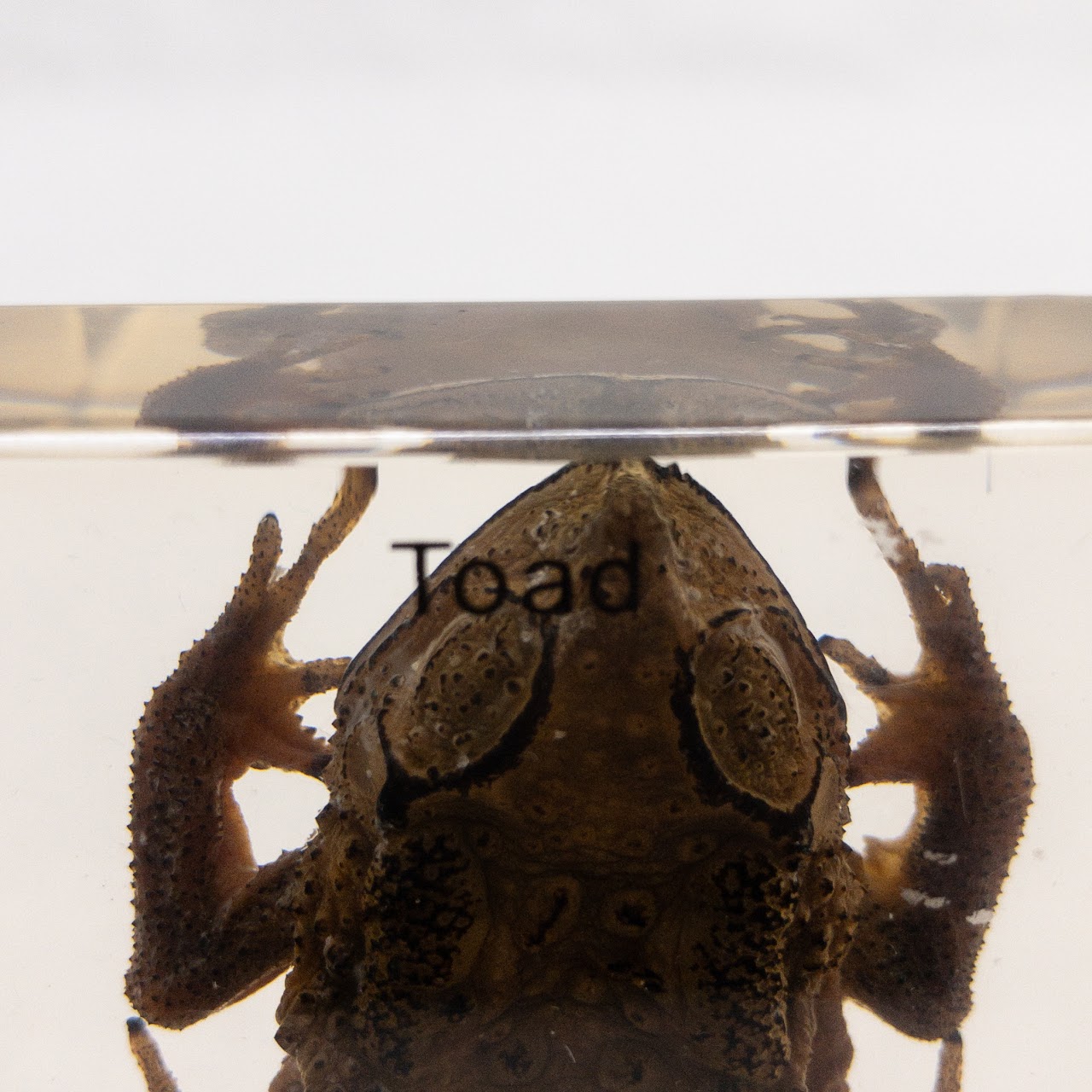 Acrylic Asiatic Toad Specimen