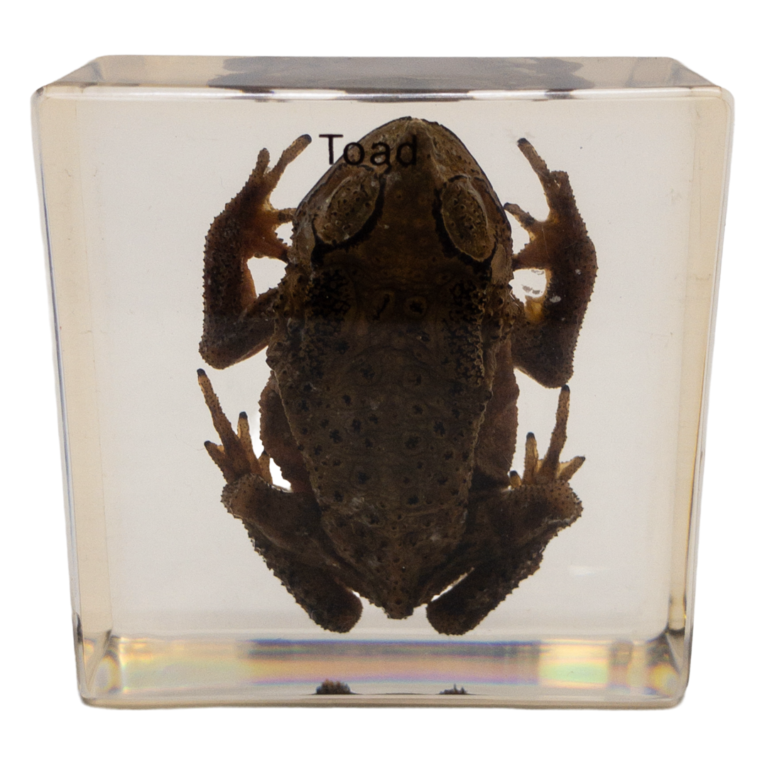 Acrylic Asiatic Toad Specimen