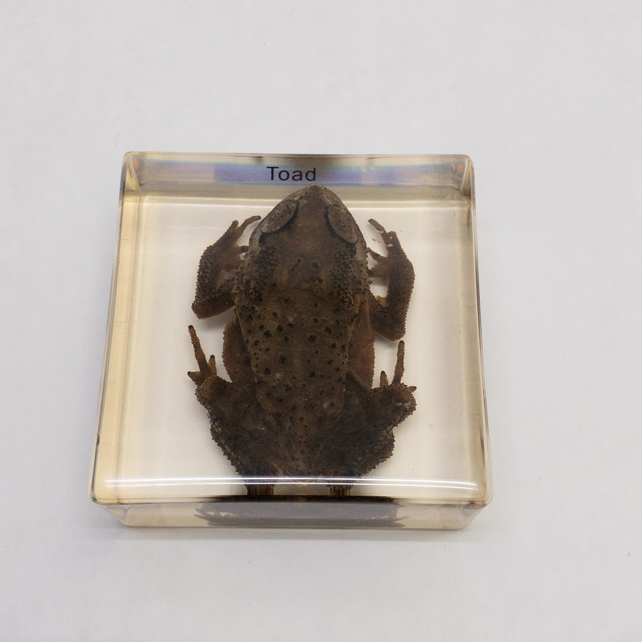 Acrylic Asiatic Toad Specimen