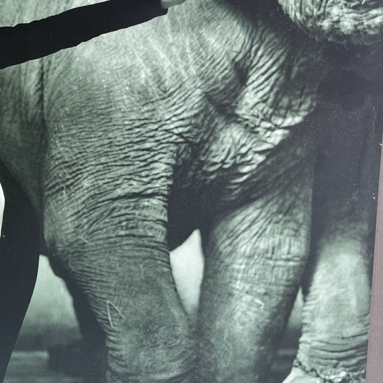 Richard Avedon 'Dovima with the Elephants' MMA 1978 Exhibition Poster