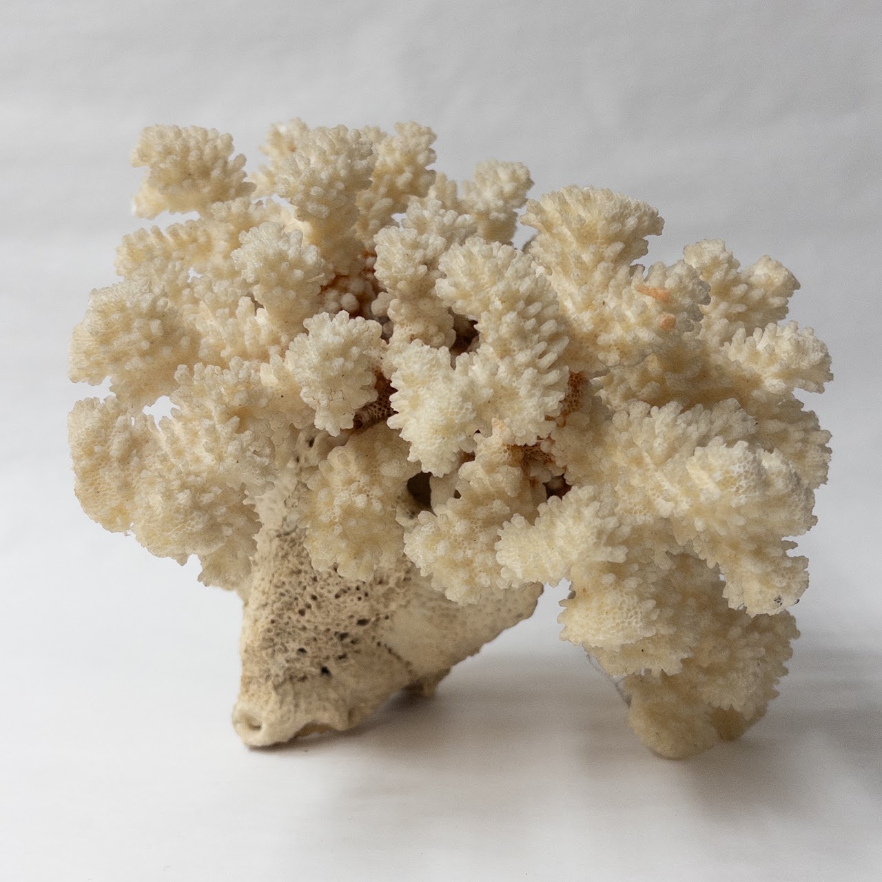 Fossilized White Coral Specimen