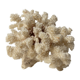 Fossilized White Coral Specimen