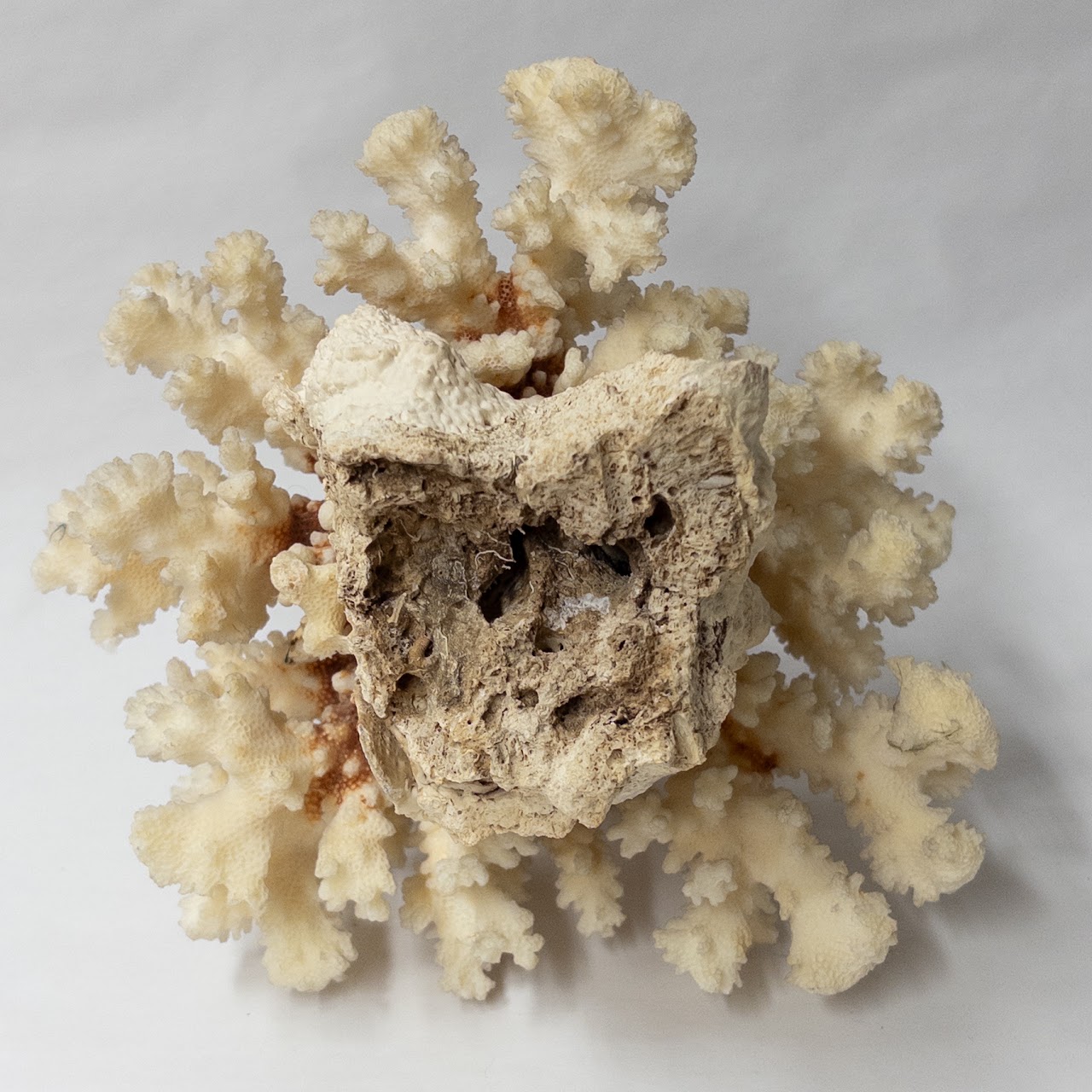 Fossilized White Coral Specimen