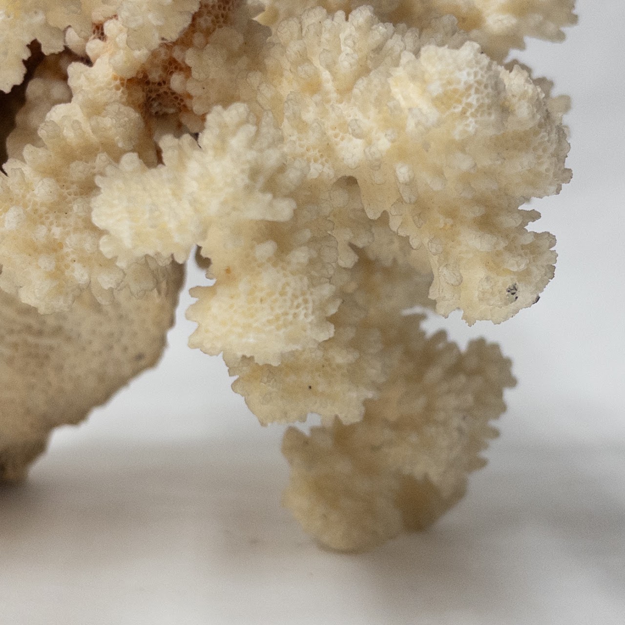 Fossilized White Coral Specimen