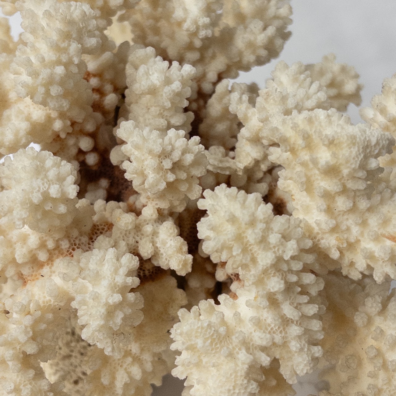 Fossilized White Coral Specimen