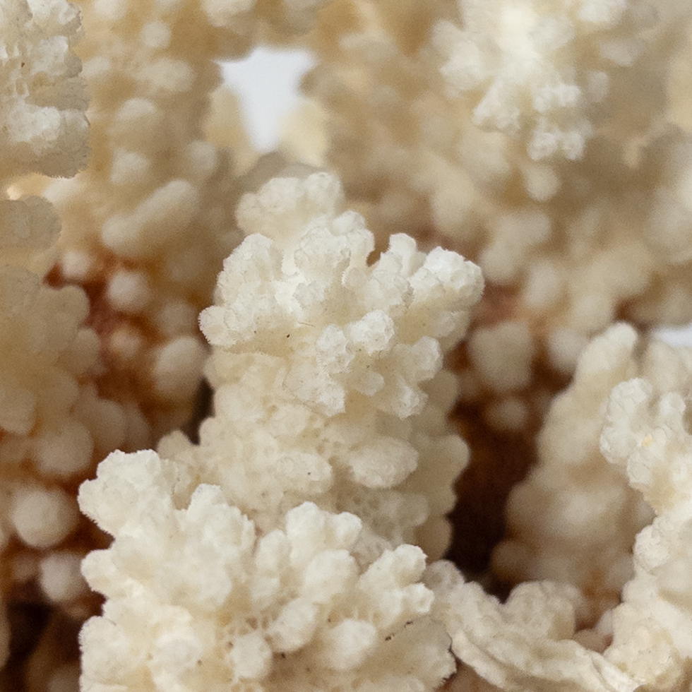 Fossilized White Coral Specimen