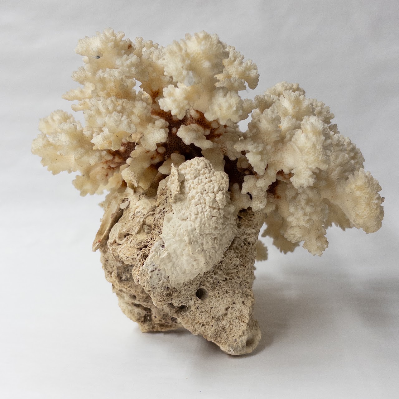 Fossilized White Coral Specimen