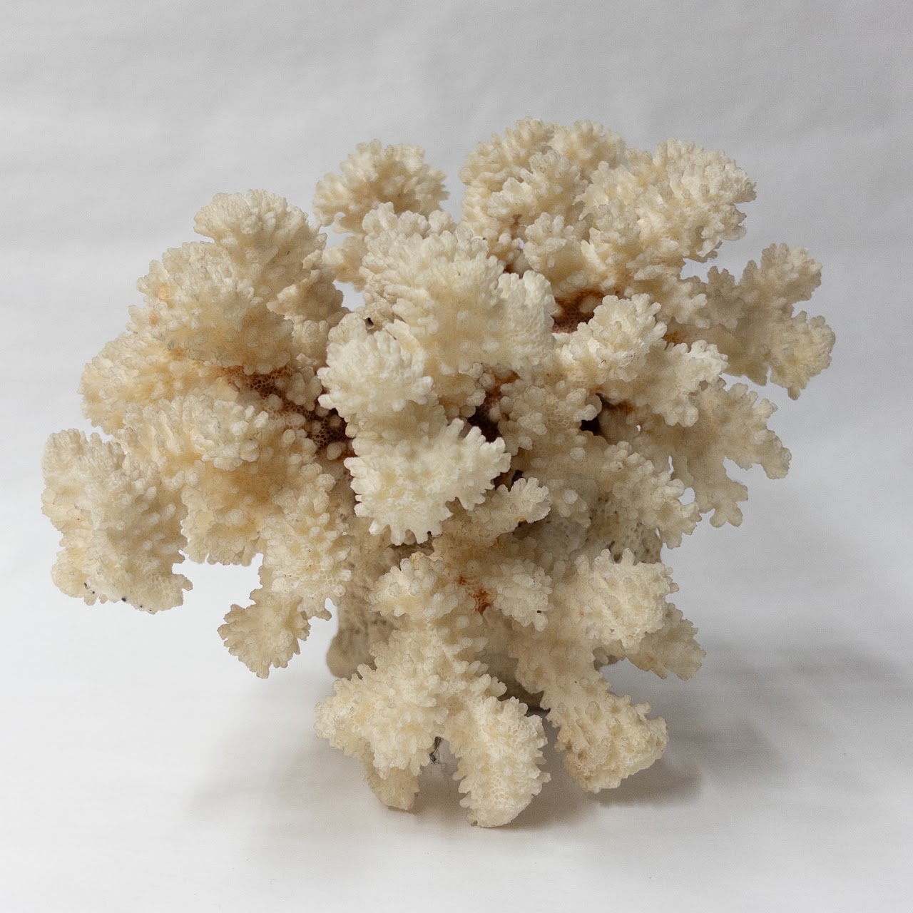 Fossilized White Coral Specimen