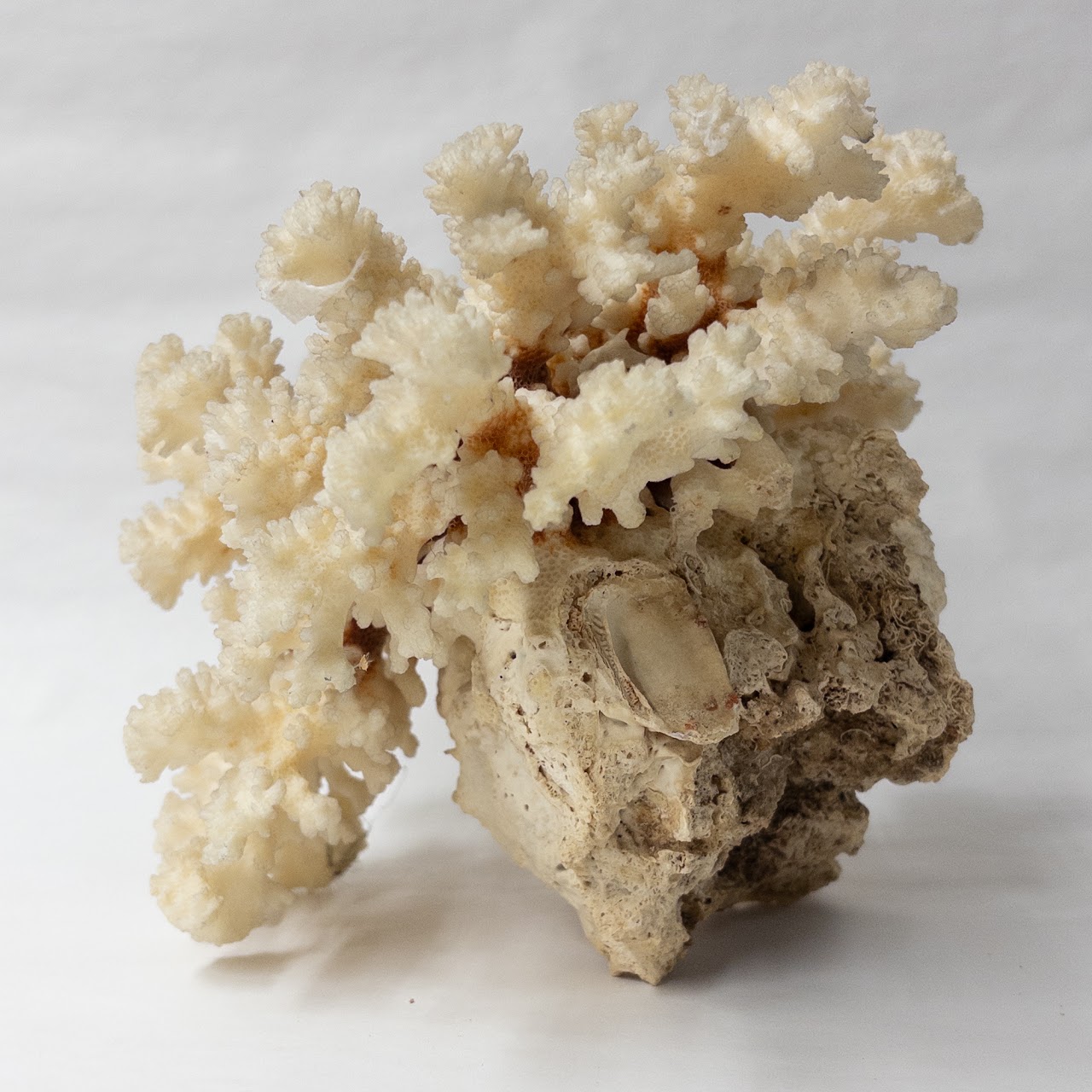 Fossilized White Coral Specimen