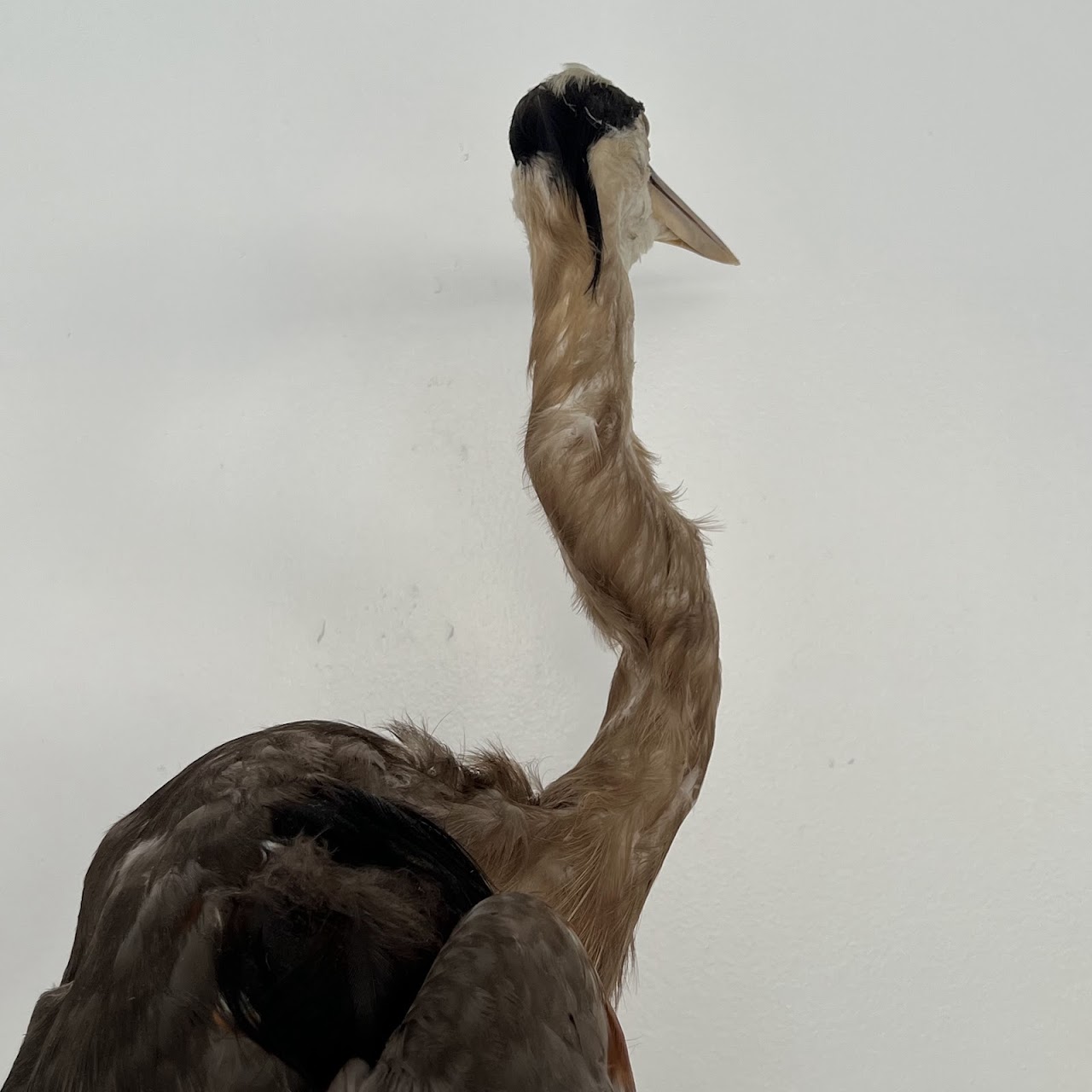 Grey Heron Vintage Mounted Ornithological Specimen