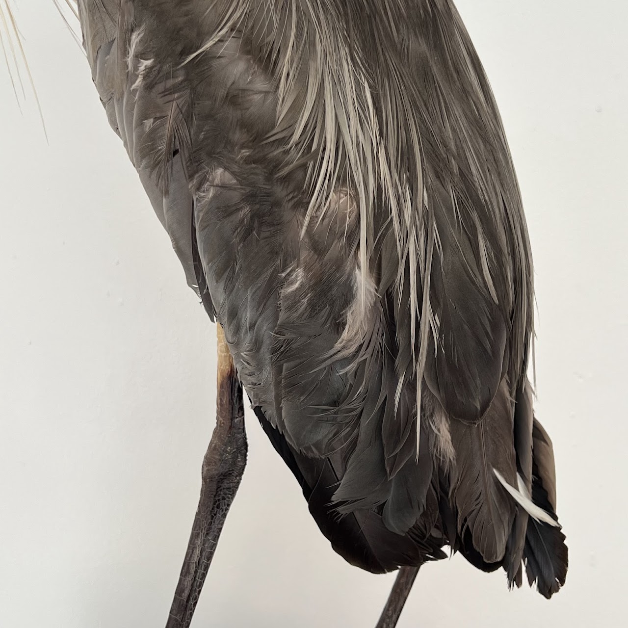 Grey Heron Vintage Mounted Ornithological Specimen