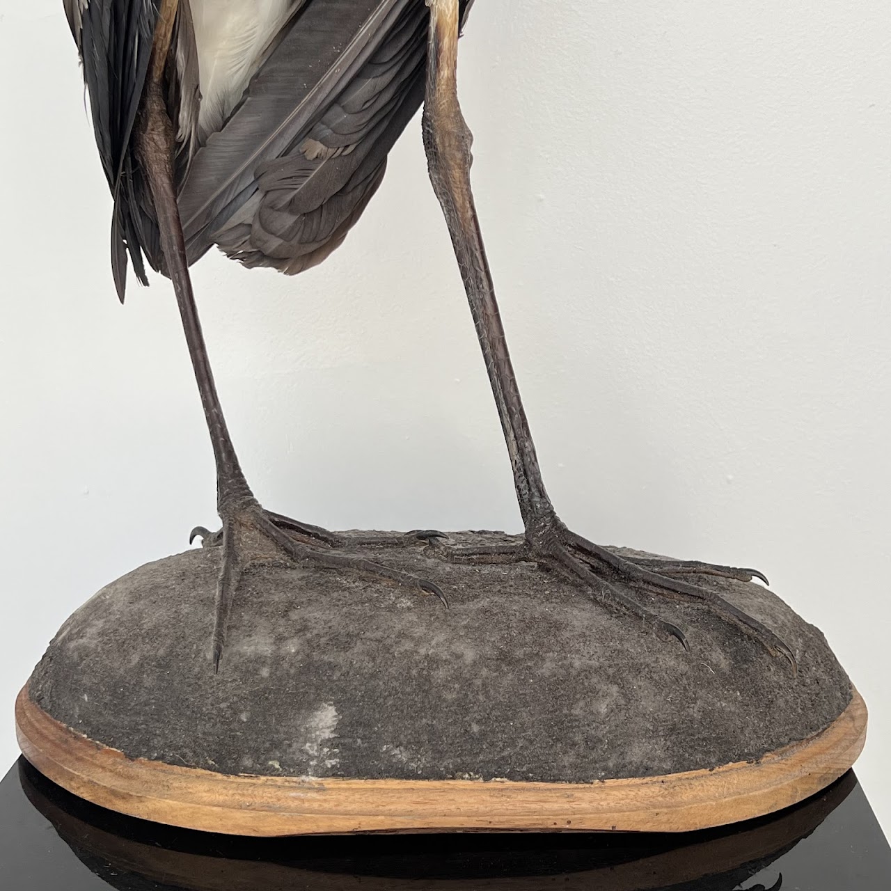 Grey Heron Vintage Mounted Ornithological Specimen