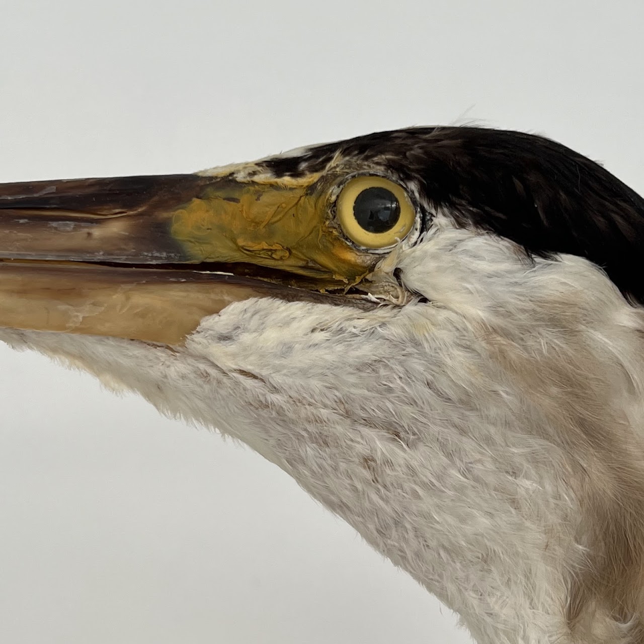 Grey Heron Vintage Mounted Ornithological Specimen