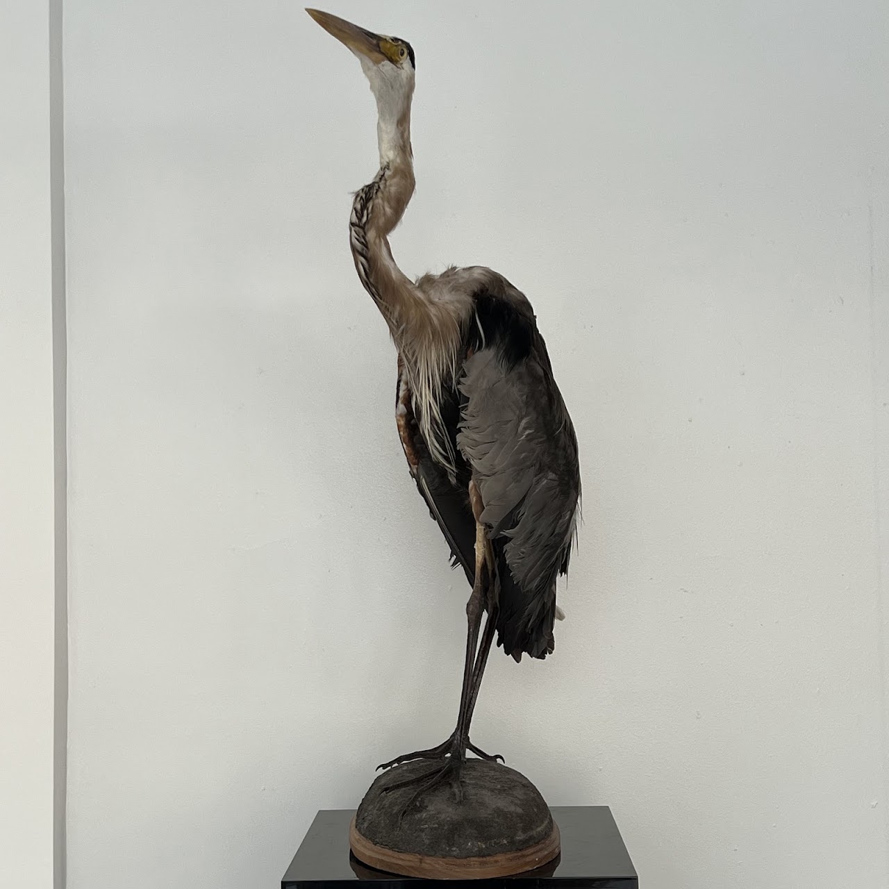 Grey Heron Vintage Mounted Ornithological Specimen