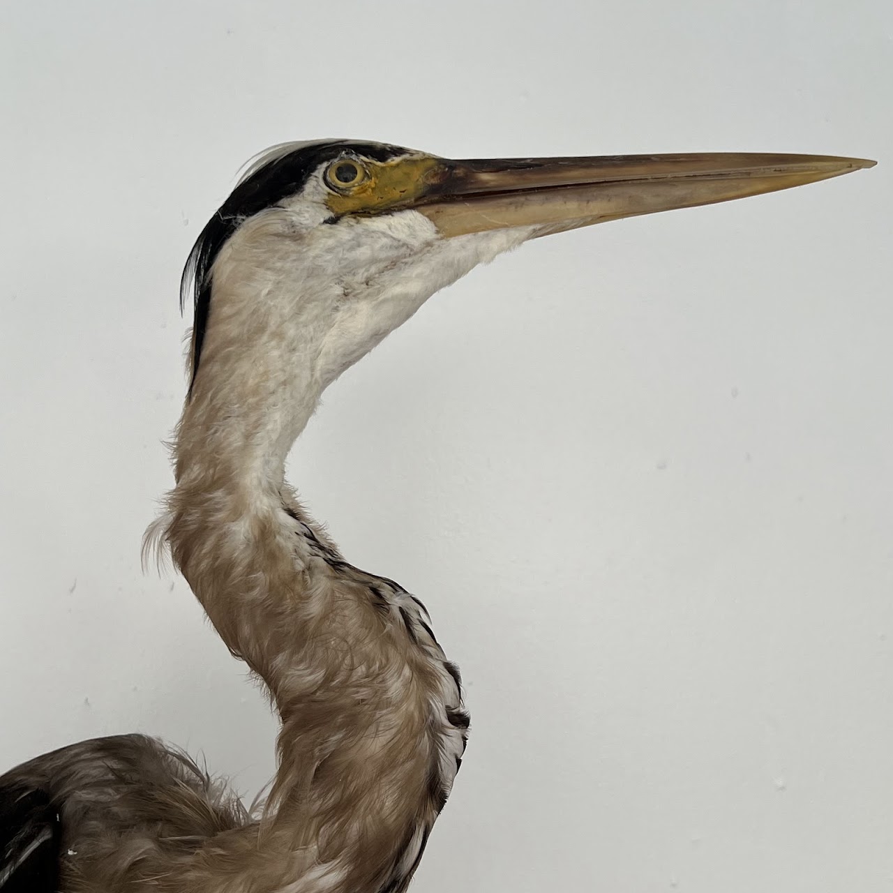 Grey Heron Vintage Mounted Ornithological Specimen