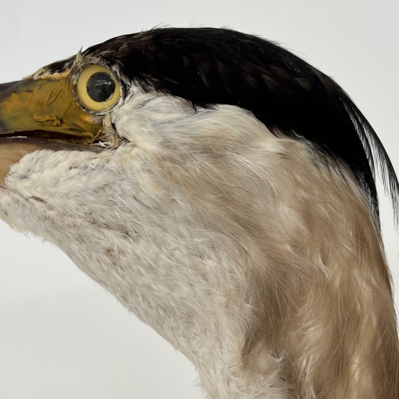 Grey Heron Vintage Mounted Ornithological Specimen