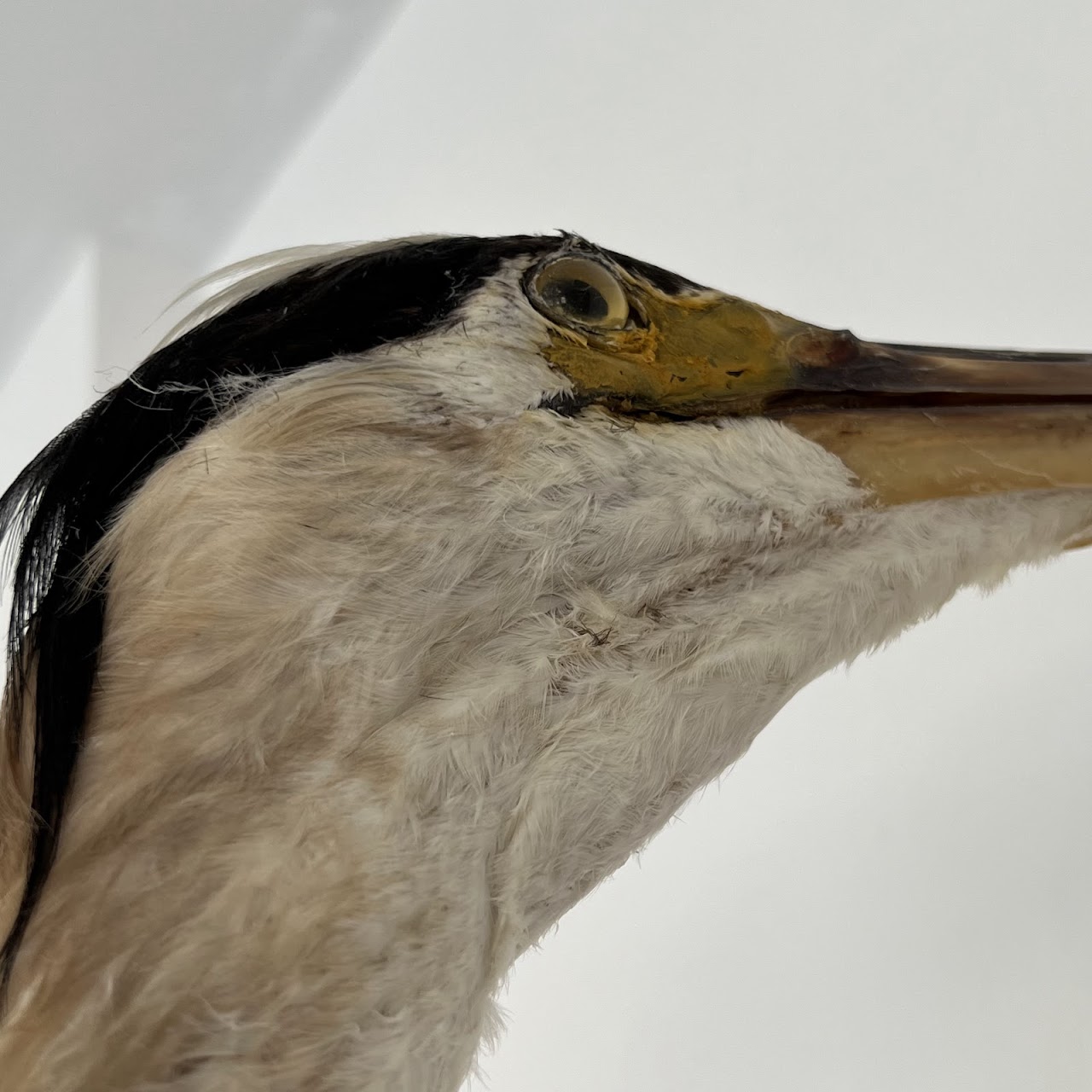 Grey Heron Vintage Mounted Ornithological Specimen