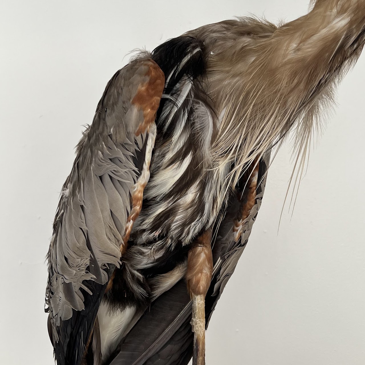 Grey Heron Vintage Mounted Ornithological Specimen