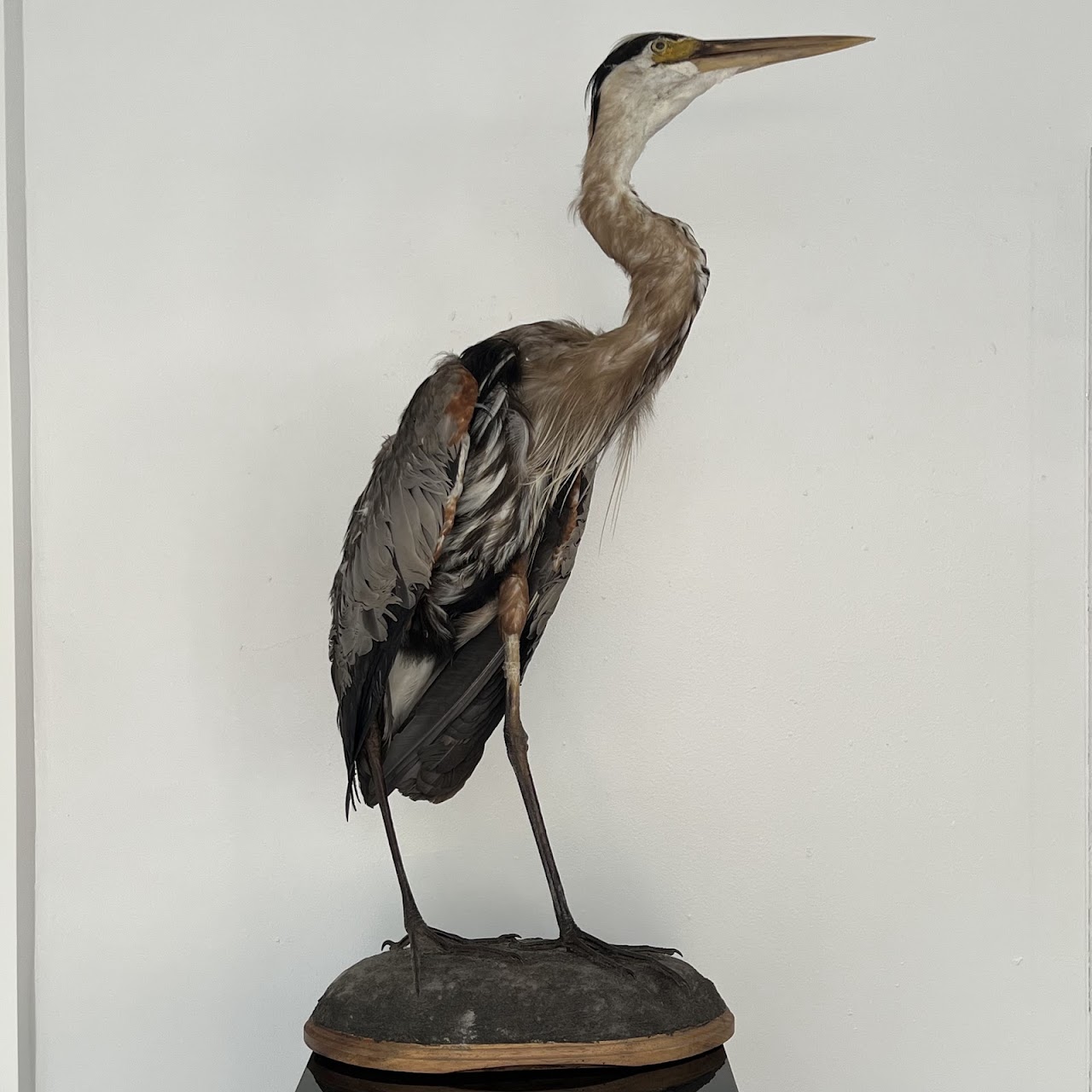 Grey Heron Vintage Mounted Ornithological Specimen