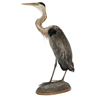 Grey Heron Vintage Mounted Ornithological Specimen