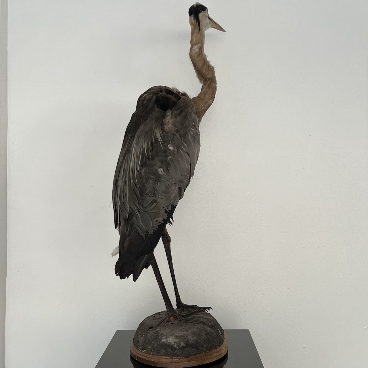 Grey Heron Vintage Mounted Ornithological Specimen