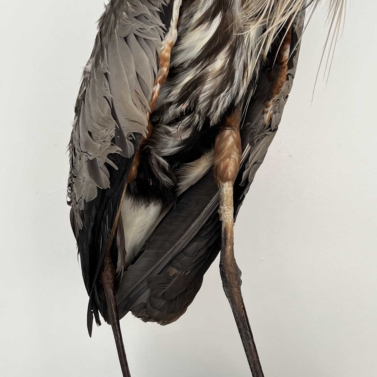 Grey Heron Vintage Mounted Ornithological Specimen