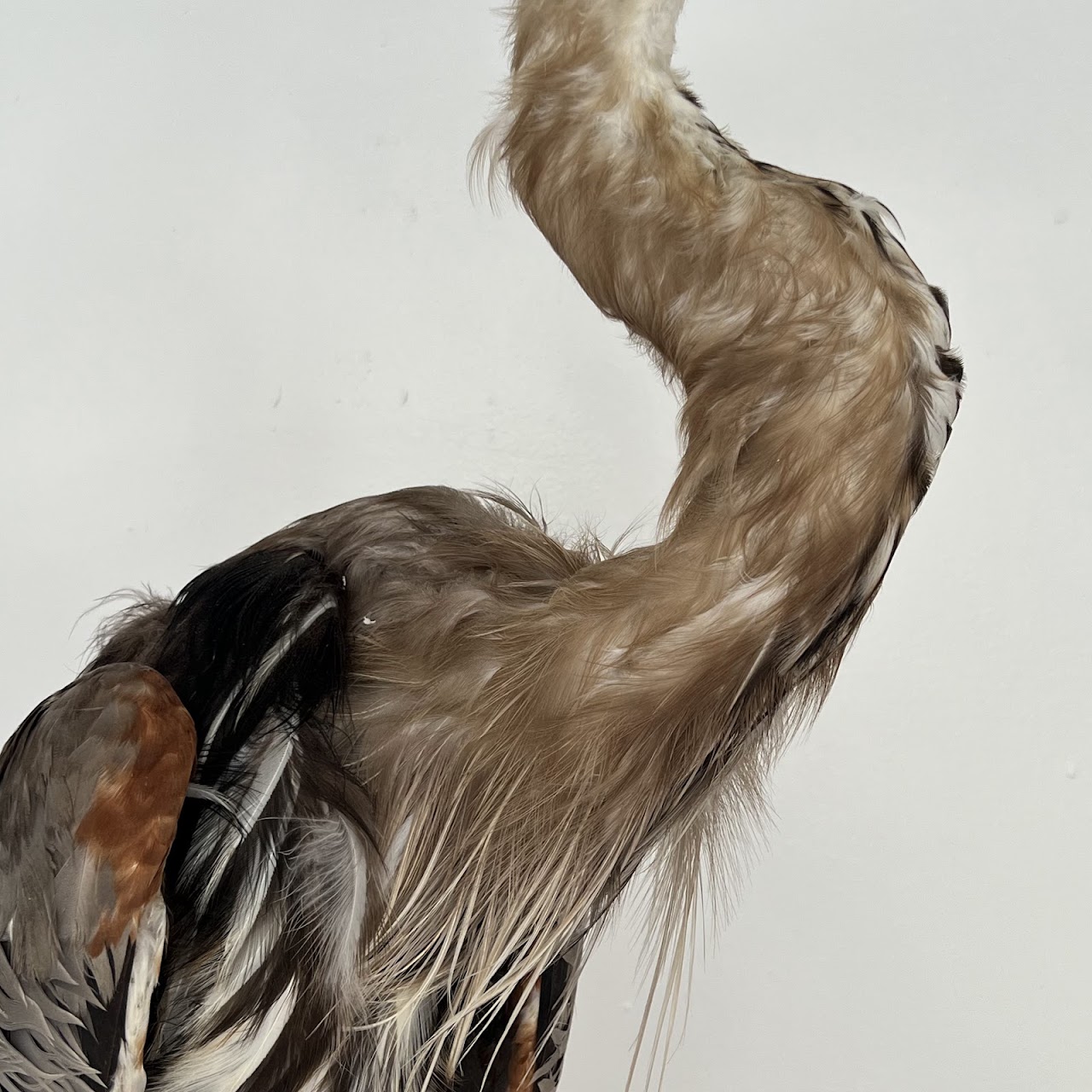 Grey Heron Vintage Mounted Ornithological Specimen