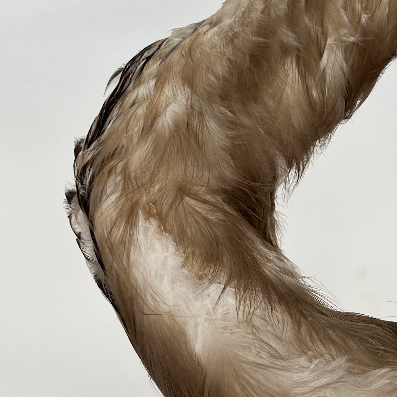 Grey Heron Vintage Mounted Ornithological Specimen