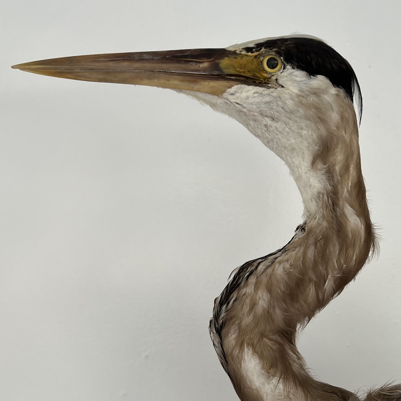 Grey Heron Vintage Mounted Ornithological Specimen