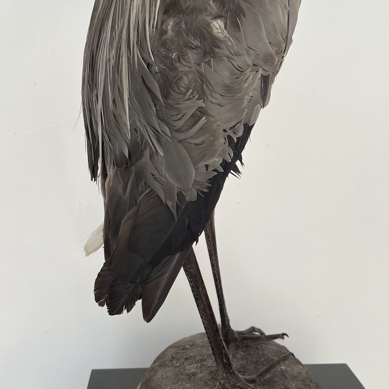 Grey Heron Vintage Mounted Ornithological Specimen