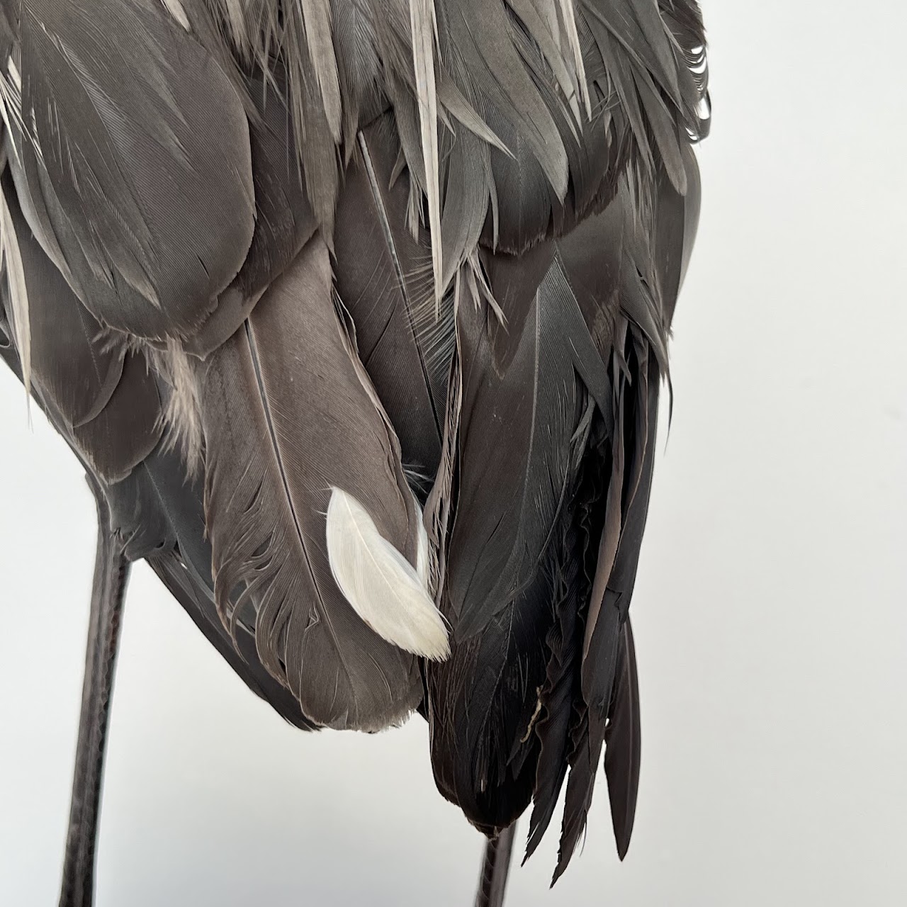 Grey Heron Vintage Mounted Ornithological Specimen