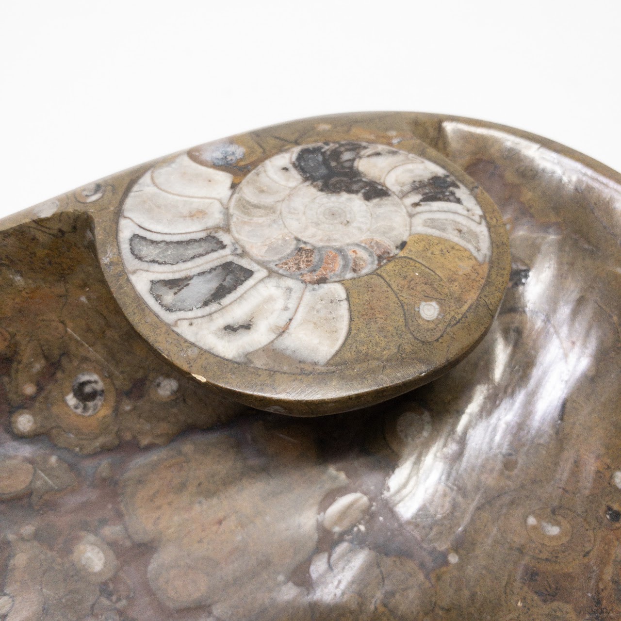 Moroccan Fossil Ammonite Shell Bowl