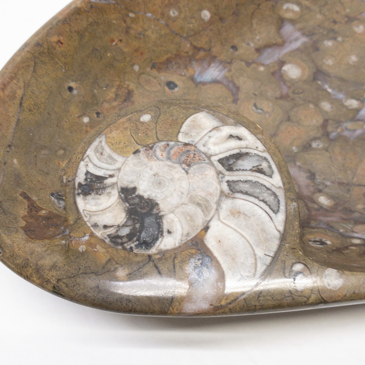 Moroccan Fossil Ammonite Shell Bowl