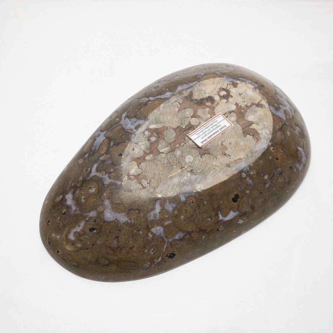 Moroccan Fossil Ammonite Shell Bowl