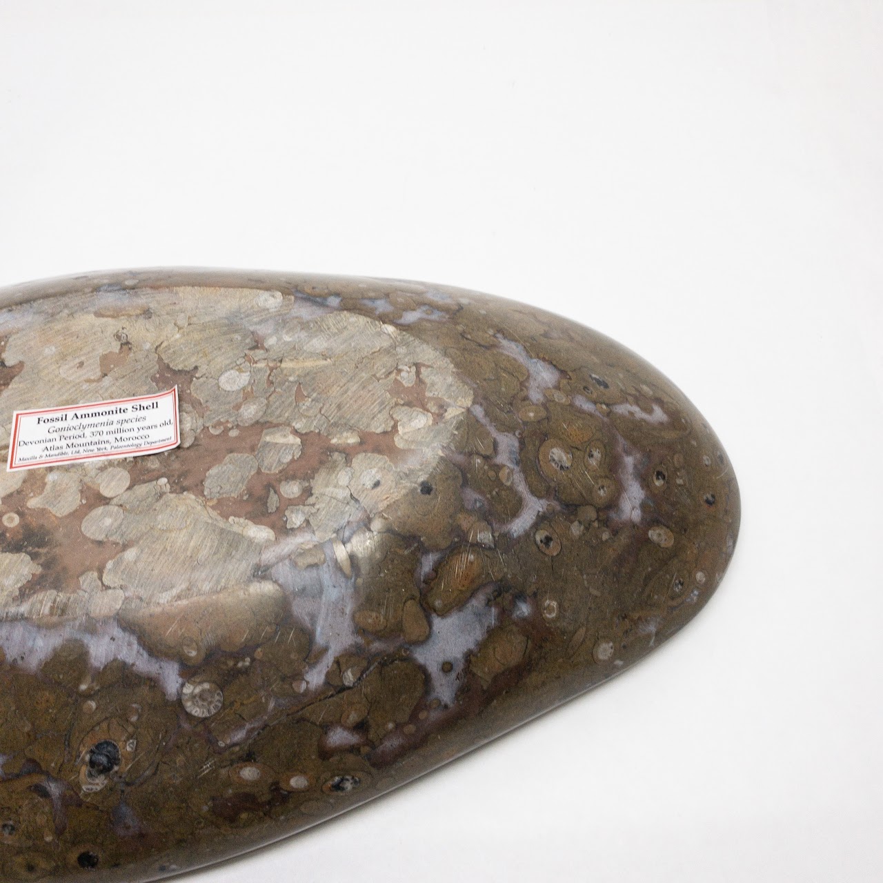 Moroccan Fossil Ammonite Shell Bowl