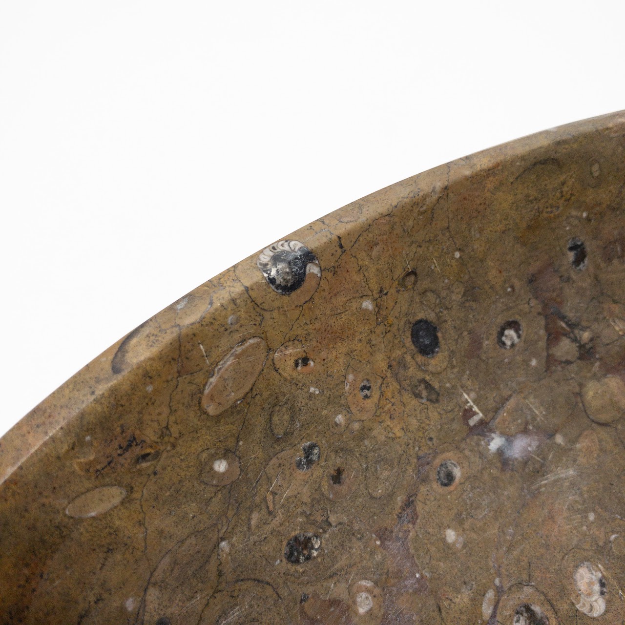 Moroccan Fossil Ammonite Shell Bowl