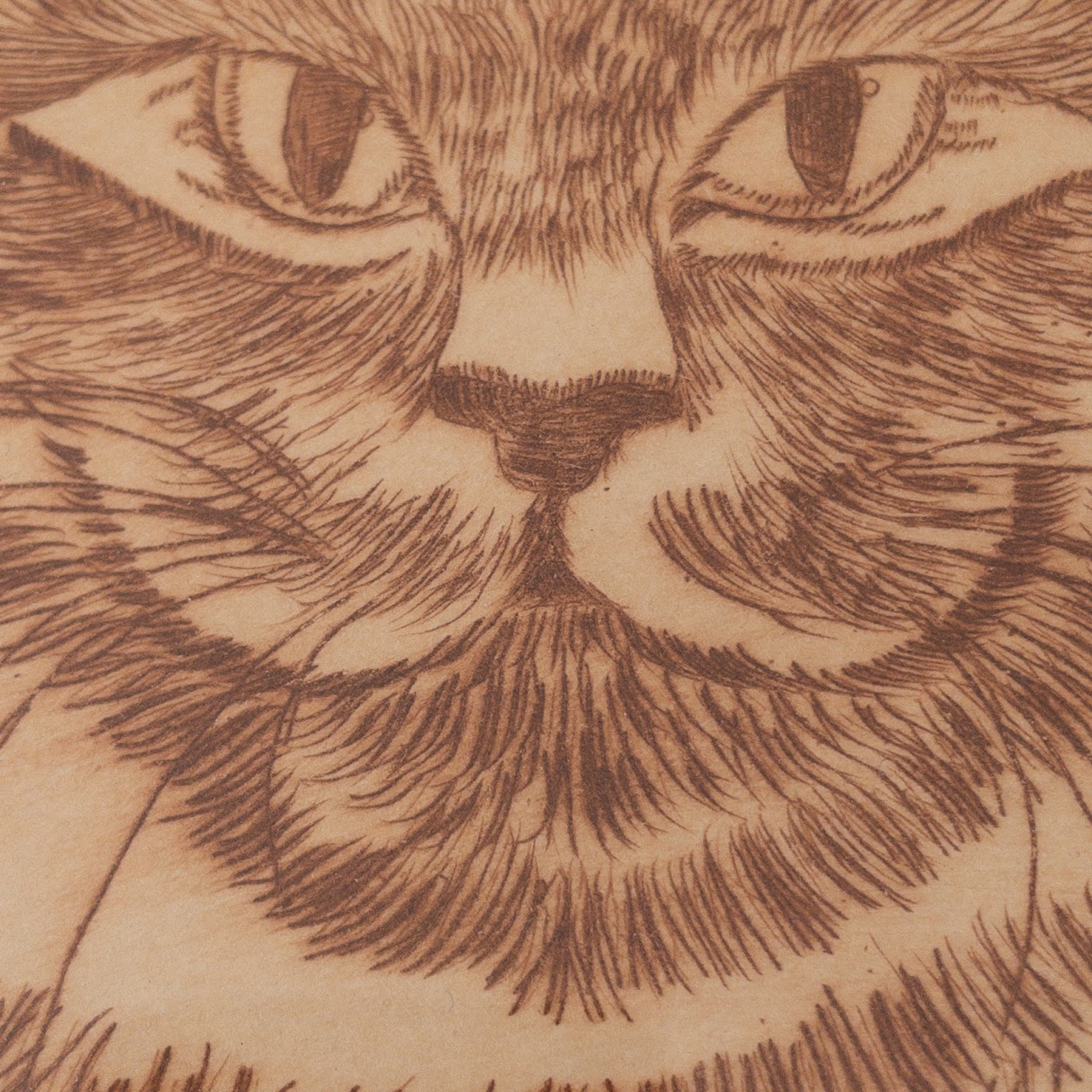 Signed Limited Edition Cat Etching