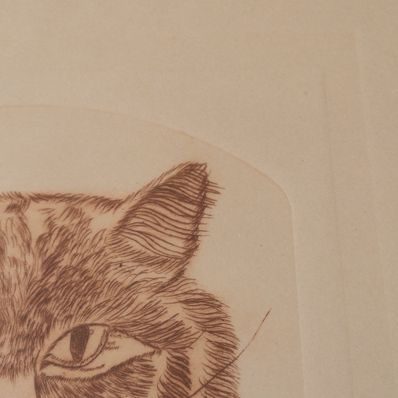 Signed Limited Edition Cat Etching