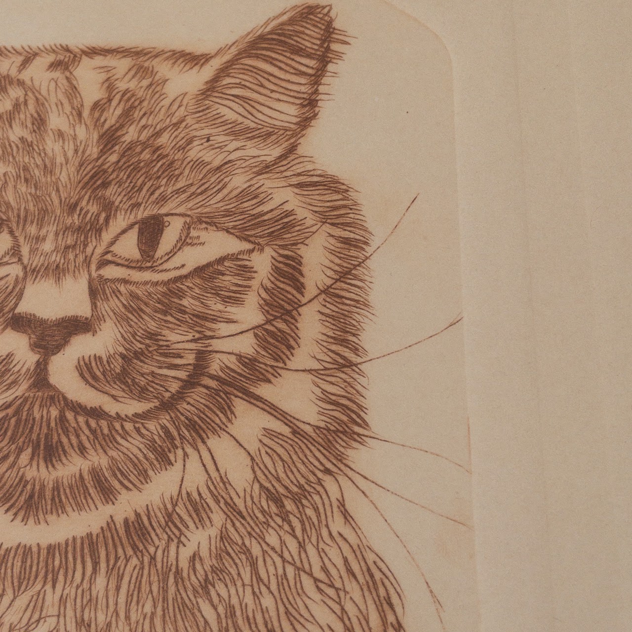 Signed Limited Edition Cat Etching