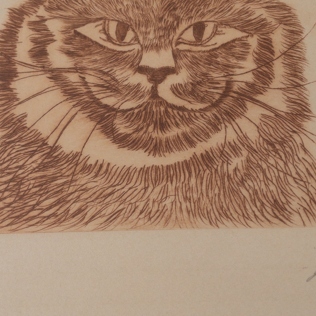 Signed Limited Edition Cat Etching