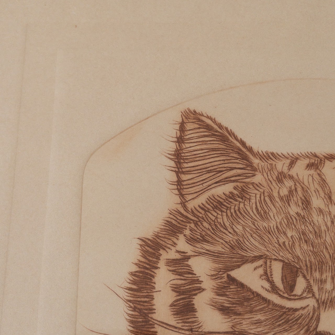 Signed Limited Edition Cat Etching