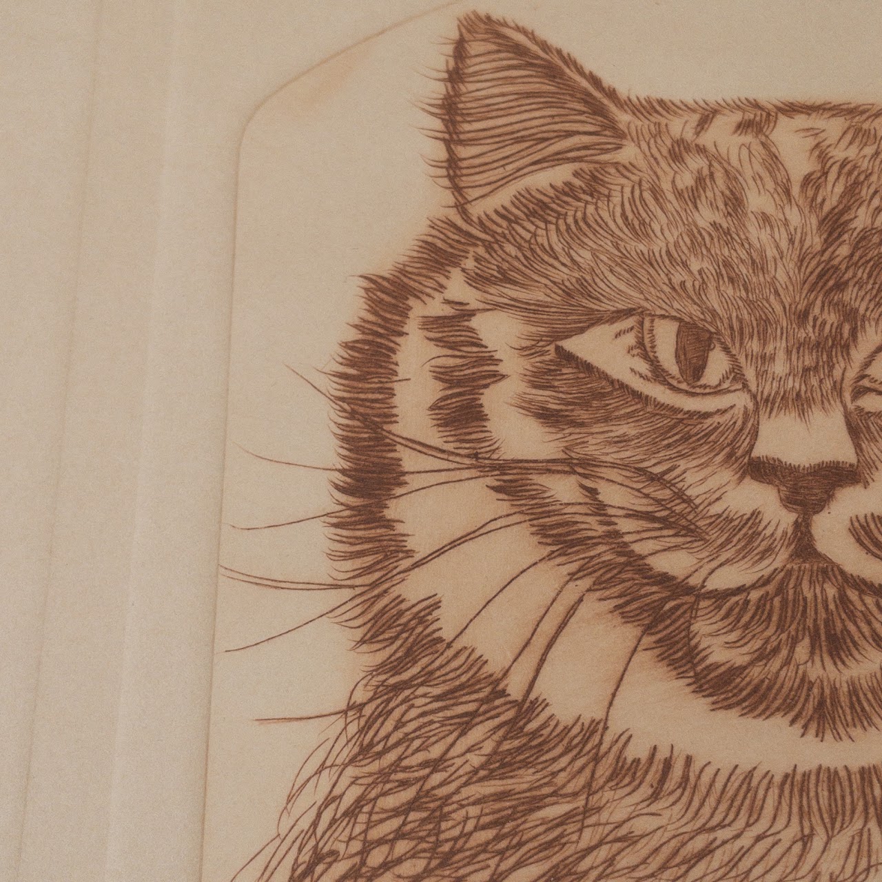 Signed Limited Edition Cat Etching