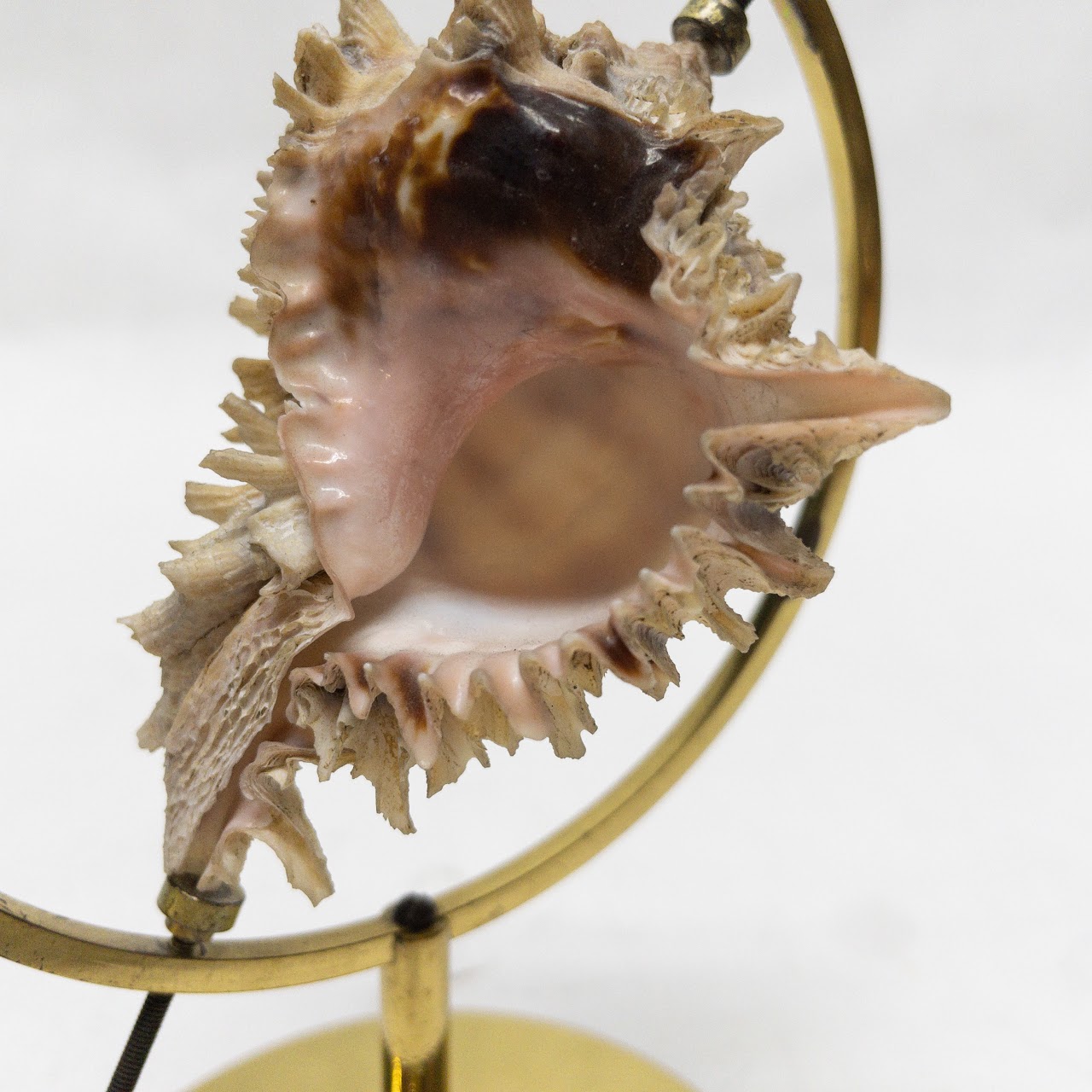Mounted Seashell Specimen