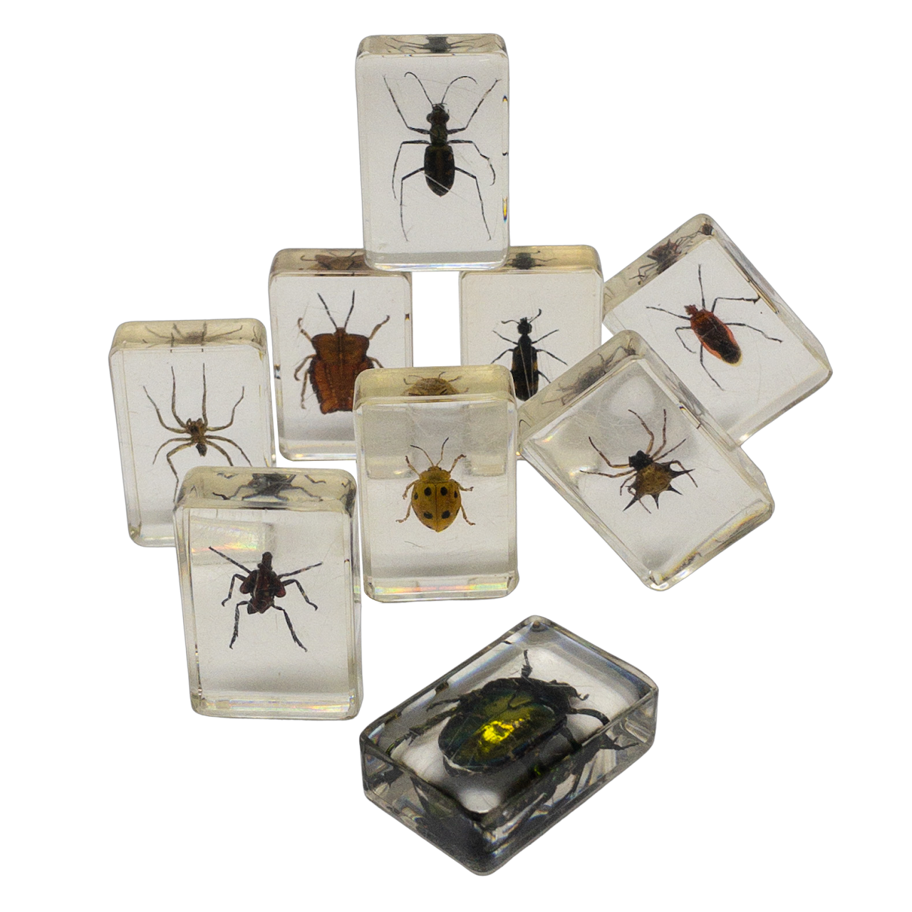 Acrylic Insect Specimen Tile Set