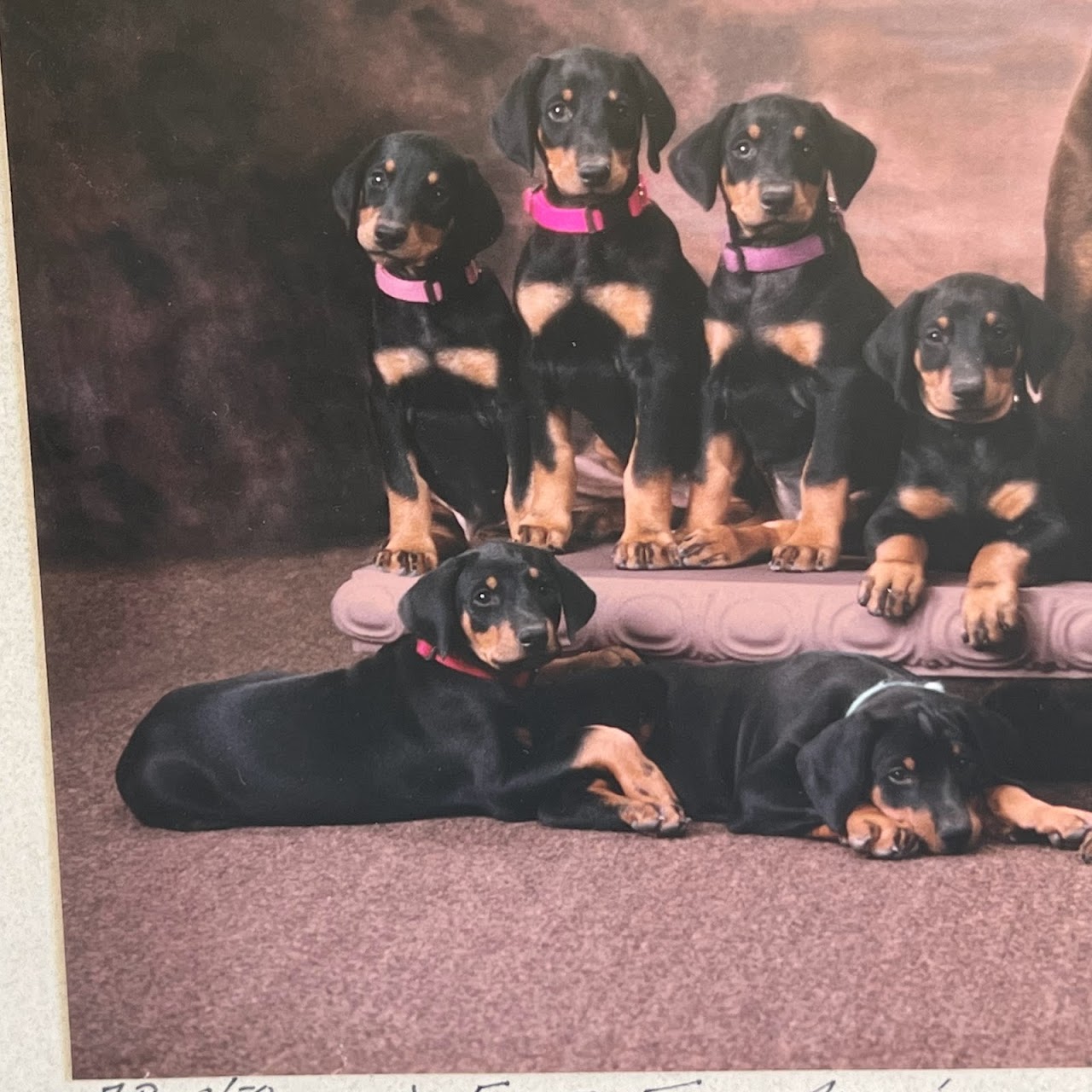 'For the Family Album' Signed Dog and Puppies Photograph