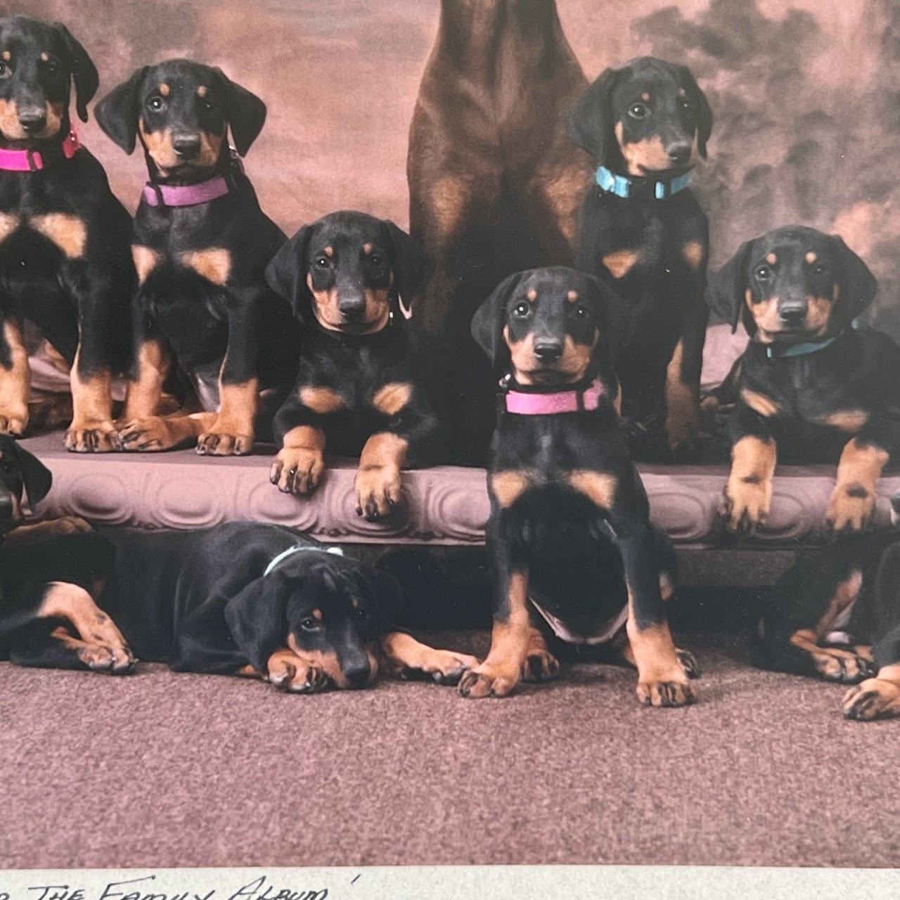 'For the Family Album' Signed Dog and Puppies Photograph