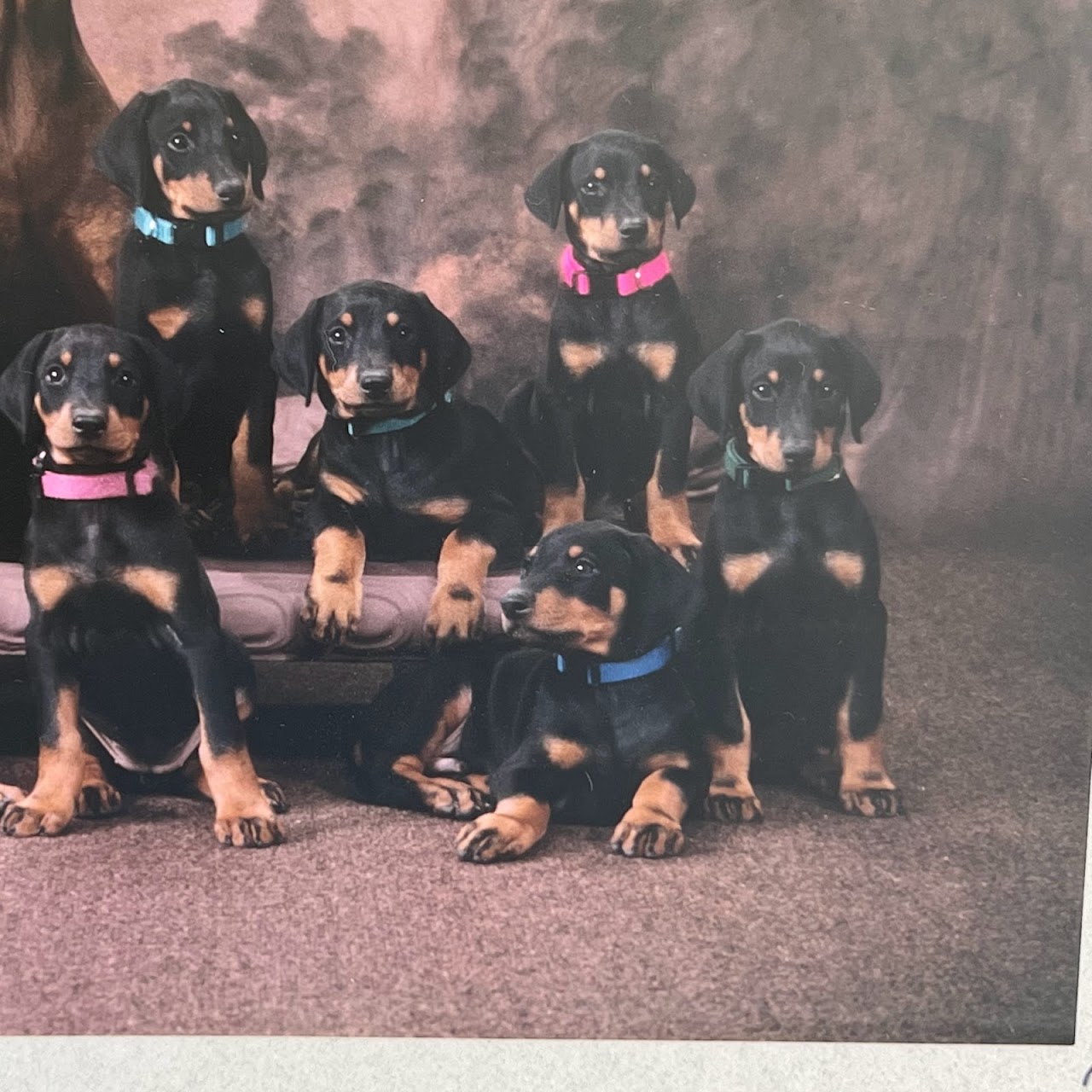 'For the Family Album' Signed Dog and Puppies Photograph