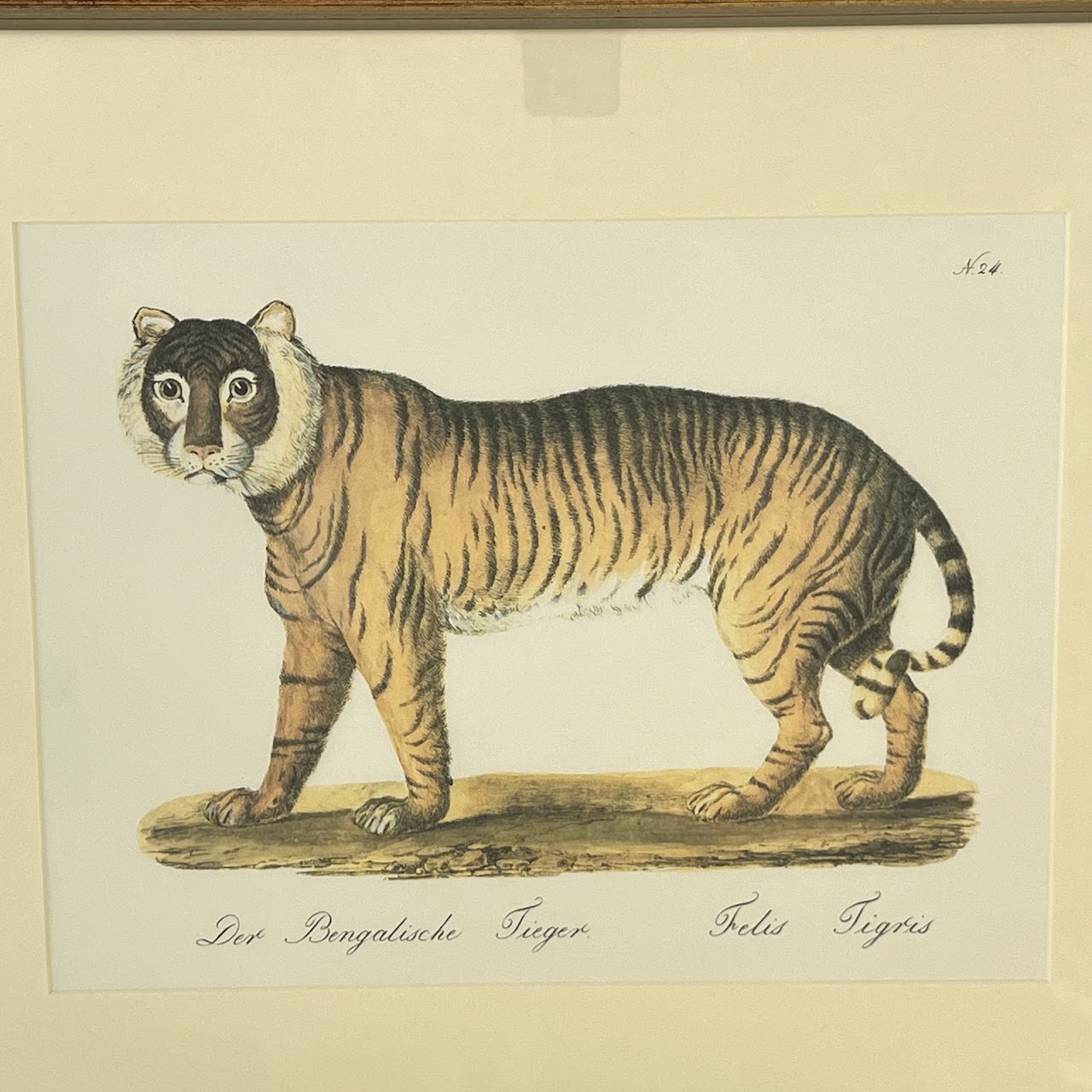 After Karl Brodtmann 'The Royal Bengal Tiger' Framed Print