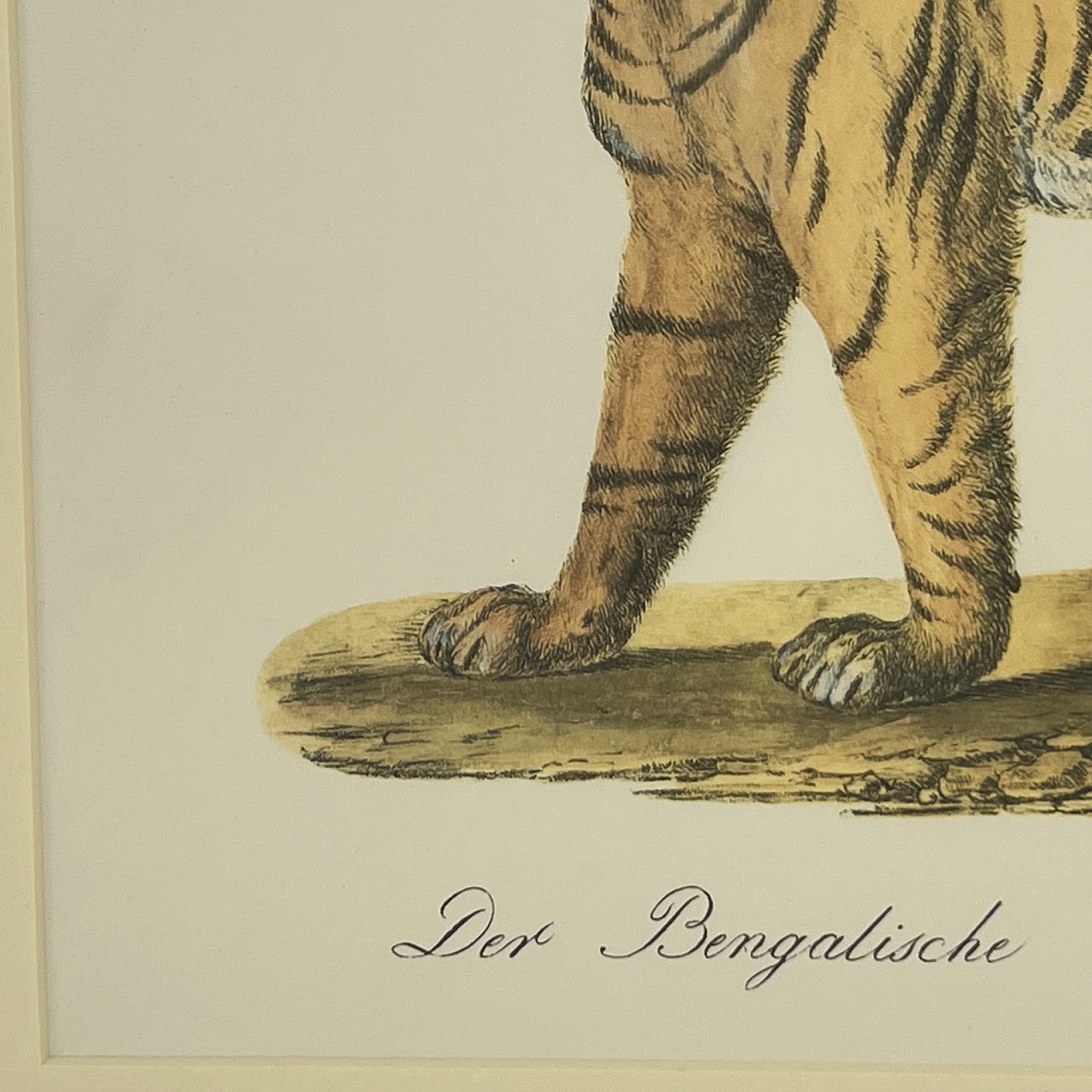 After Karl Brodtmann 'The Royal Bengal Tiger' Framed Print