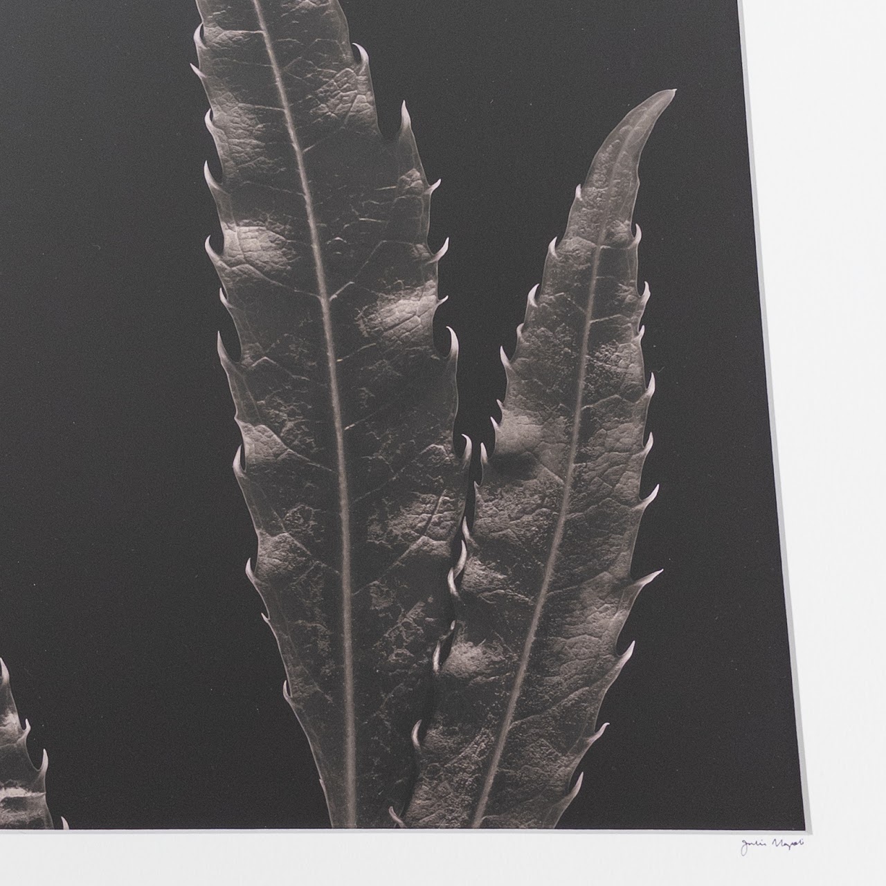 Julie Napoli 'Three Leaves' Signed Botanical Photograph